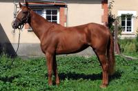 Vente de cheval : Konfidence