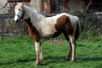 Vente de cheval : Minerve