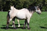 Vente de cheval : Onslo 