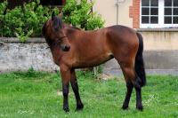 Vente de cheval : Nazada