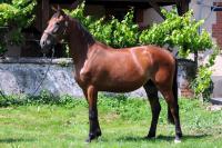 Vente de cheval : Mlina de Glane