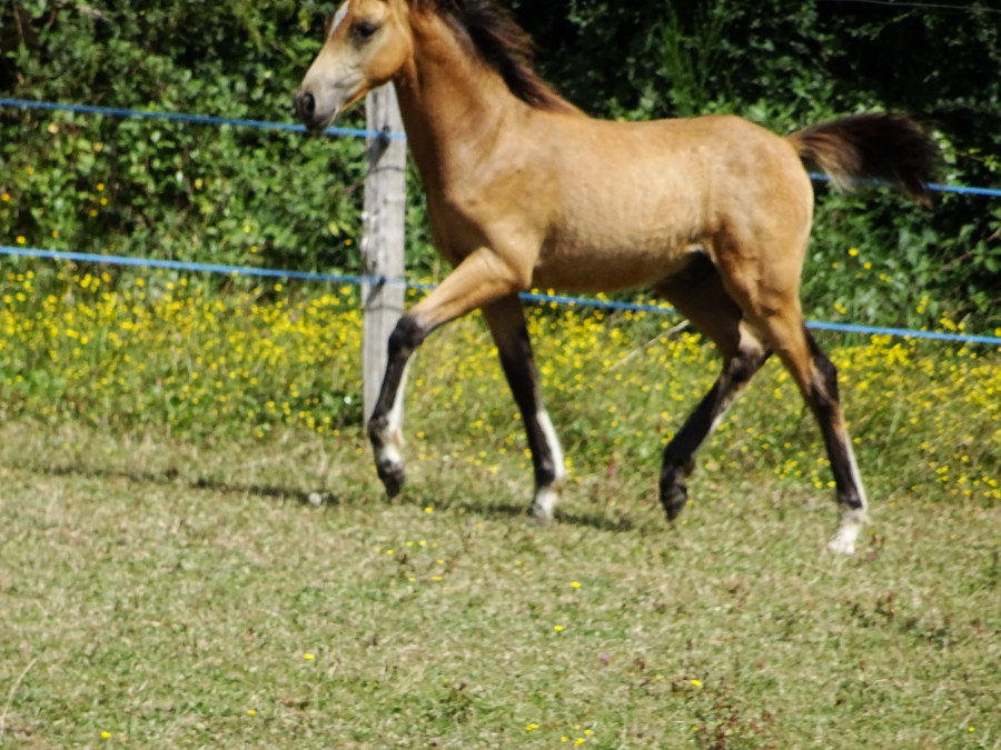 Foal mâle isabelle Welsh PB