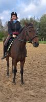 Vente de cheval : Effeuille Moi Pan 