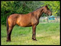 Vente de cheval : Kavale de l'Isop