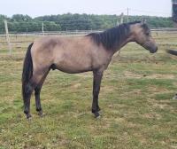 Vente de poney