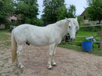 Vente de cheval : BAYOU DES NADELS