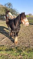 Vente de cheval : Tayron
