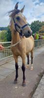 Vente de cheval : Bueno du Bard