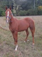Vente de cheval : Bounty du Bard