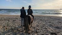 Vente de poney