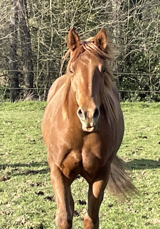 Vente de cheval : FL SHIN ON BLISS 