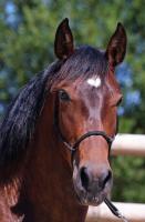 Vente de cheval : FAETONA SOTO GIL