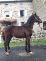 Vente de cheval : MAGIC FLASH