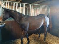 Vente de cheval : Jupiter d'alienis