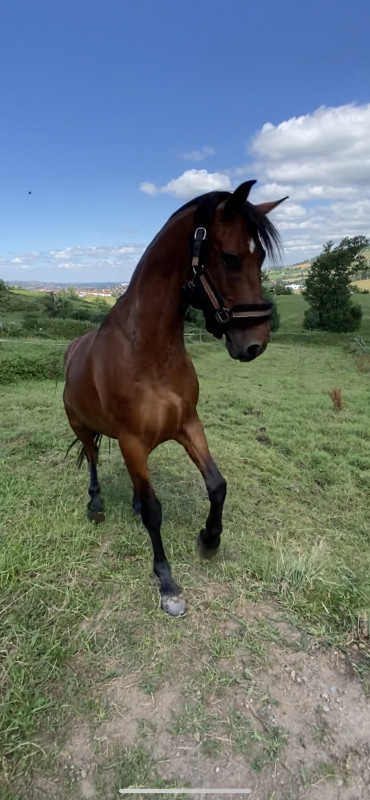 Vente de poney