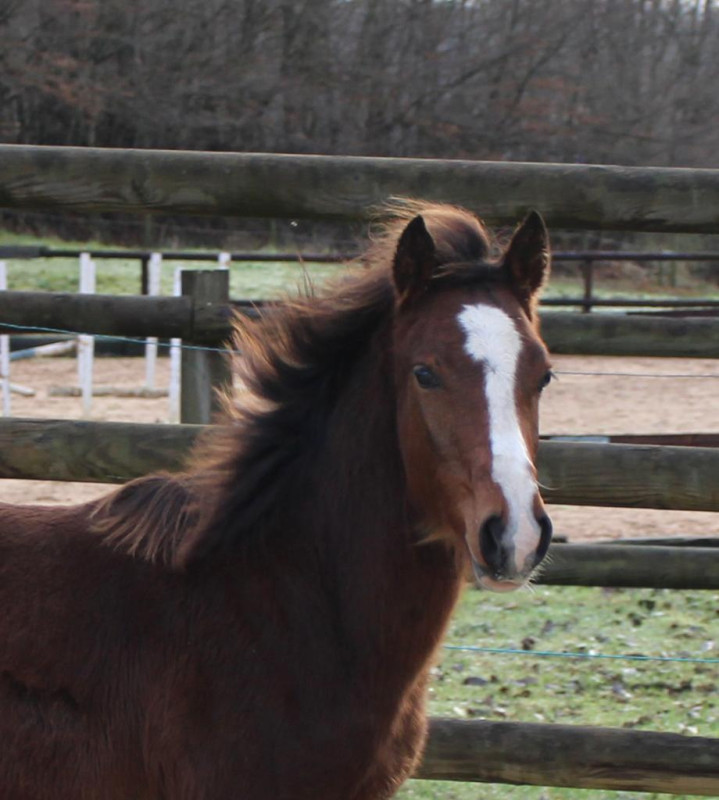 Vente de poney