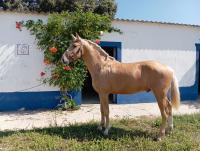 Vente de cheval : Quinzena 