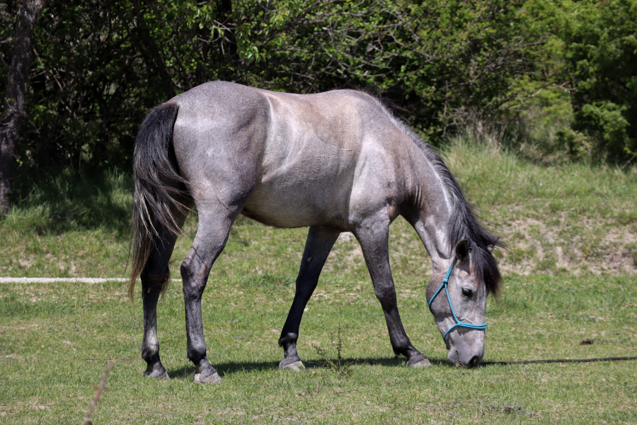 Vente de cheval : Paquito (Paco)