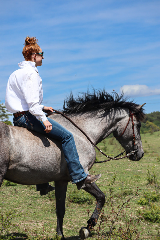 Vente de chevaux
