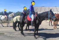 Vente de cheval : Duffys Leo Pine