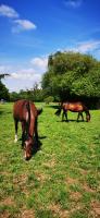 Pensions pour chevaux