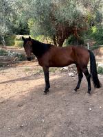 Vente de cheval : Fender des paluds 