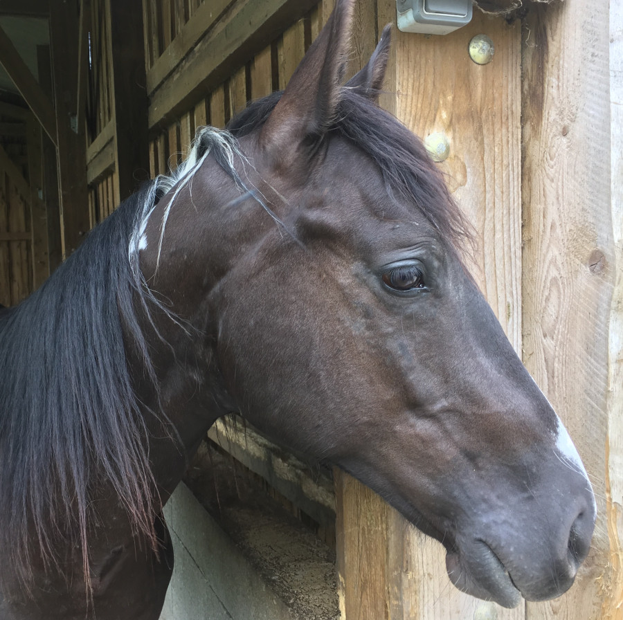 Vente de cheval : Goyathlay primerose