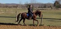 Vente de cheval : Secret