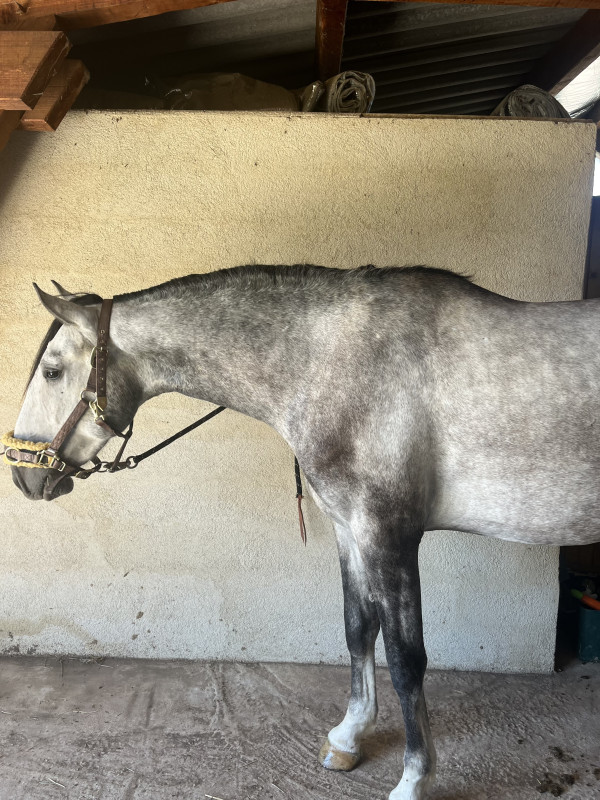 Vente de cheval : Qarar