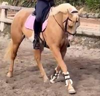 Vente de cheval : Karma des flots