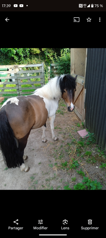 Vente de poney