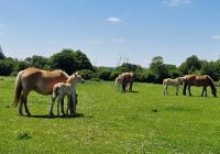 Vente de poney