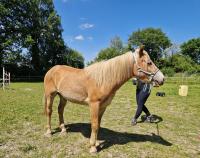 Vente de poney