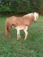 Vente de poney