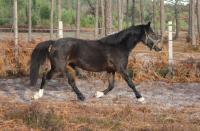 Vente de poney