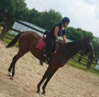 Vente de cheval : Gentleman