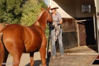 rducation chevaux, quids difficiles