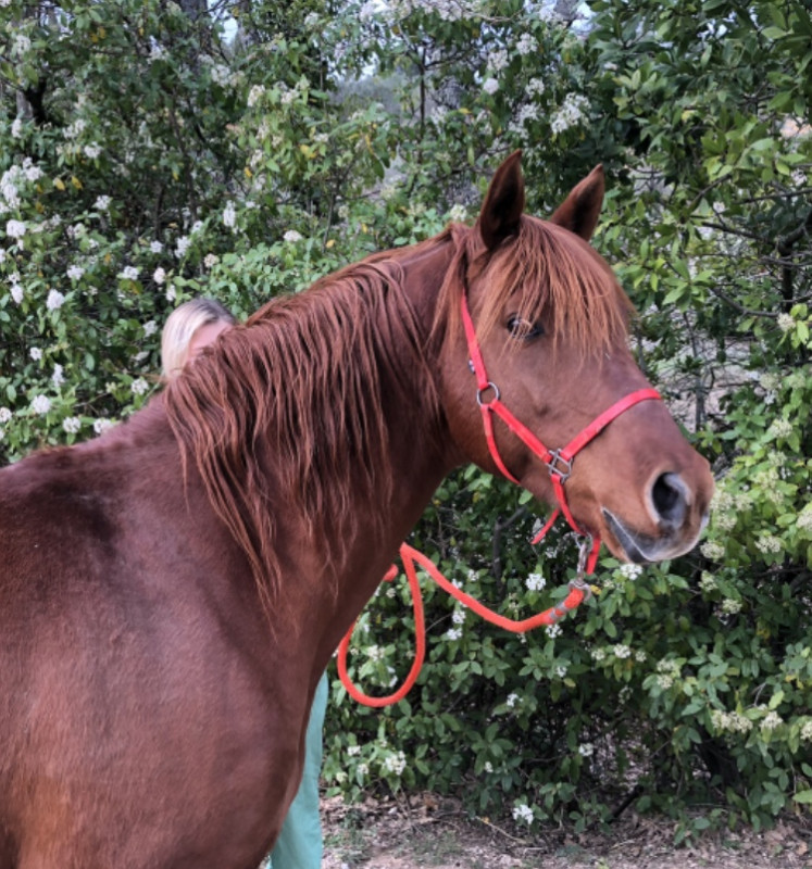 Vente de cheval : Atila El Pieraz Mazet 