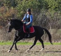 Vente de cheval : Dakota de l'Evidence Z