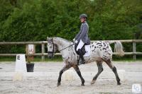 Vente de cheval : Elton des 2 Layes