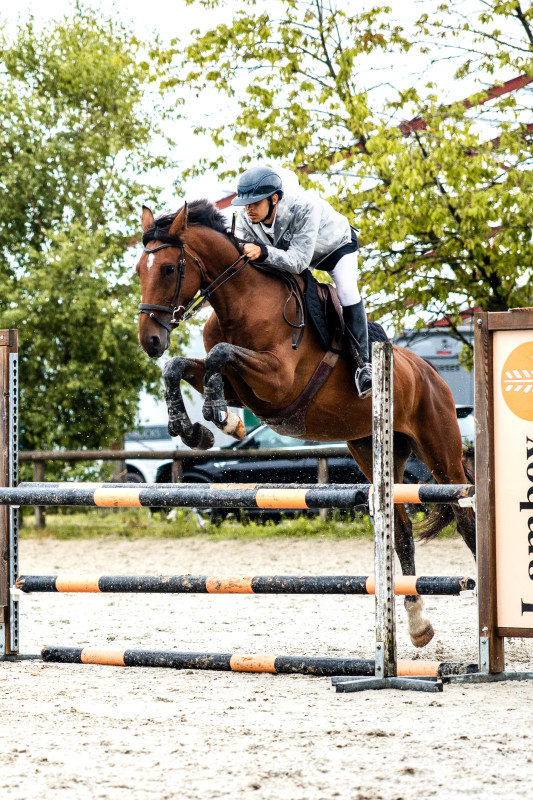Vente de cheval : Lady du Sablon