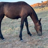 Vente de cheval : IXCHEL SAR