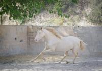 Vente de cheval