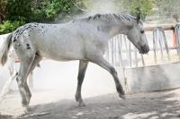 Vente de cheval : Indio