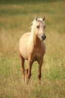 Vente de poney