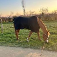 Demi pension cheval Selle francais