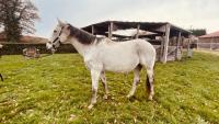 Vente de cheval : Sunshine des Ka