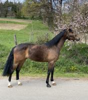 Vente de cheval : Horfe Djack