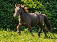 Vente de poney