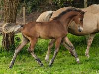 Vente de cheval : BZH GALAAD VALONIA